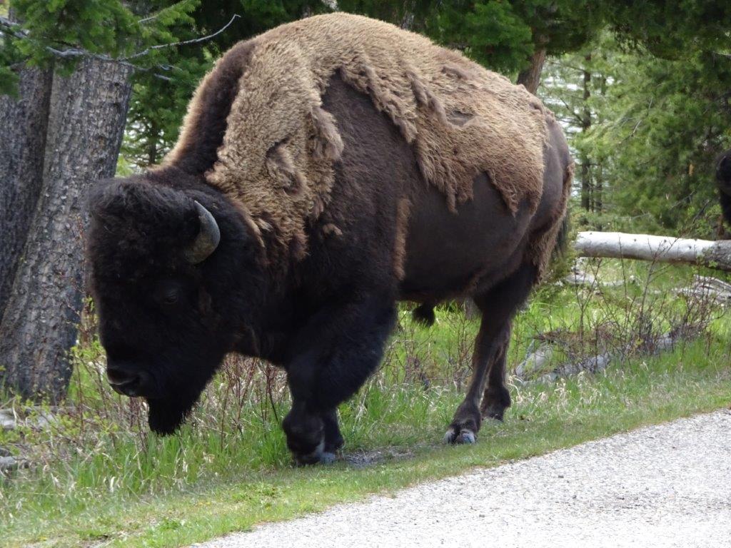 Bison (3)