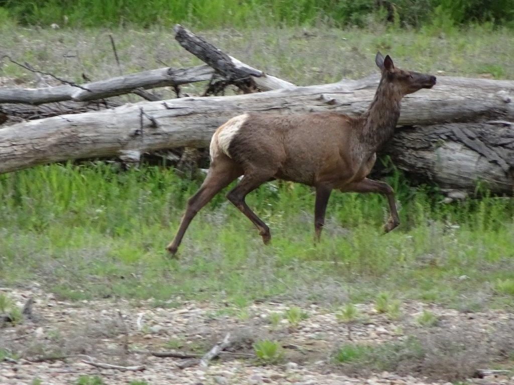 Deer in Woods 1