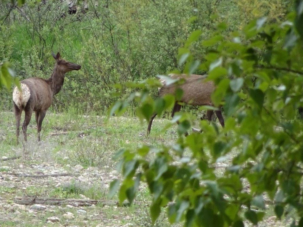 Deer in Woods 2